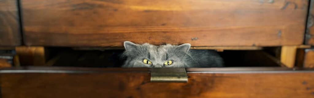 A cat hiding in a drawer