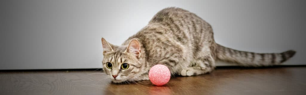 Teach your cat to play fetch