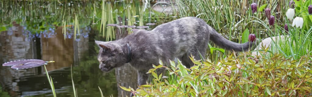 A feral cat looking at fish in a pond