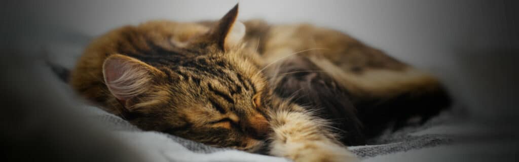 A cute tabby cat sleeping on a cozy bed