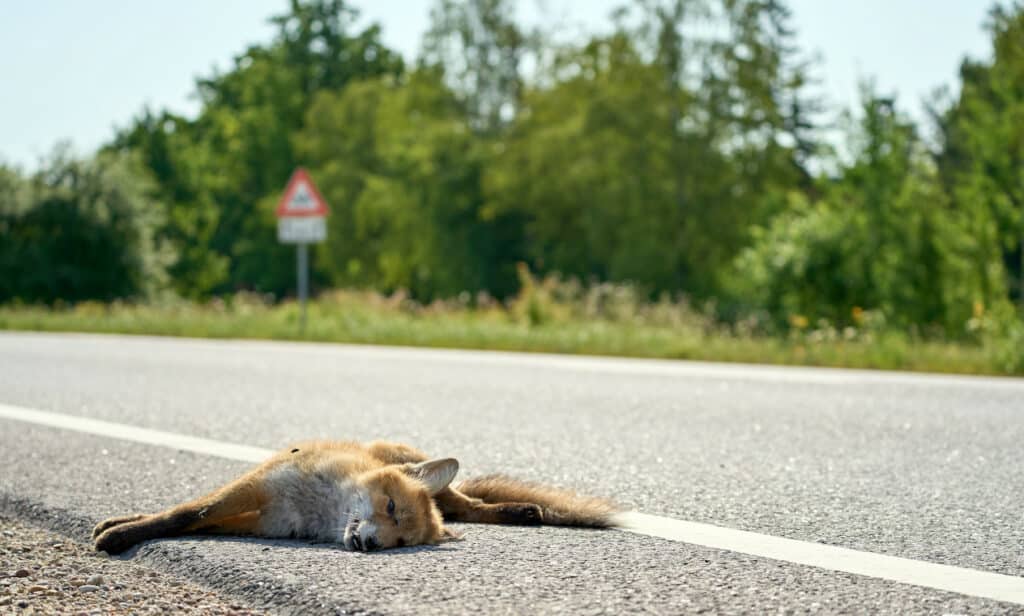 A dead fox hit by a car