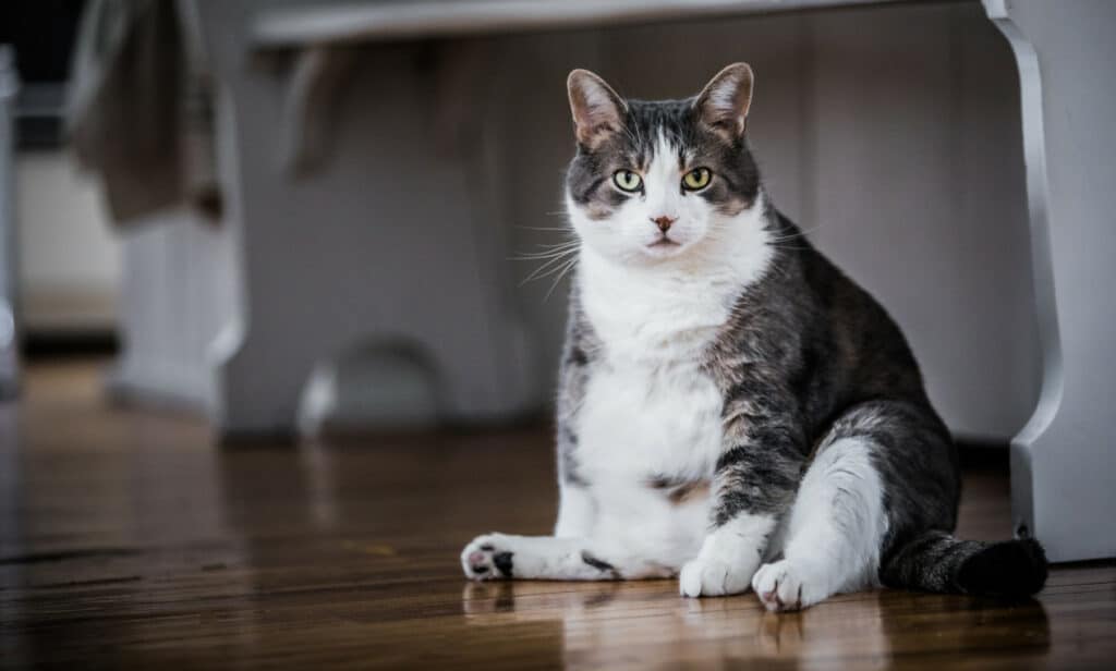 A fat cat sitting in the kitchen