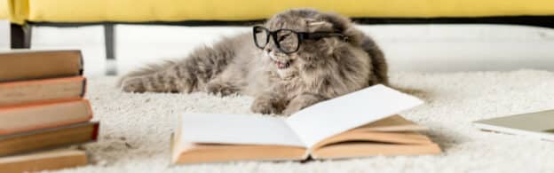 Grey cat in glasses with books