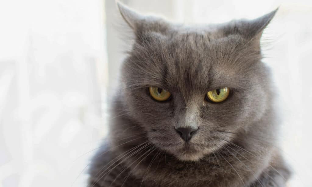 A very grumpy looking cat