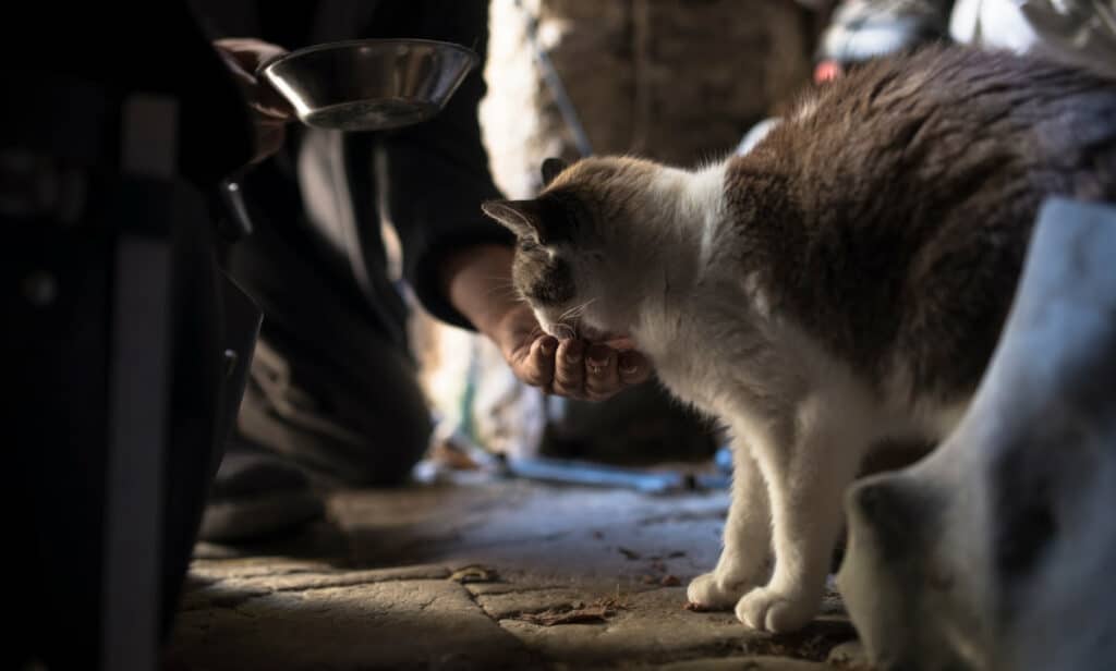 A man feeding a cat