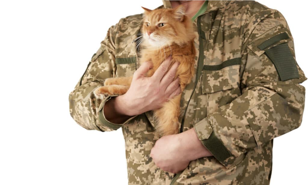 A veteran holding a cat