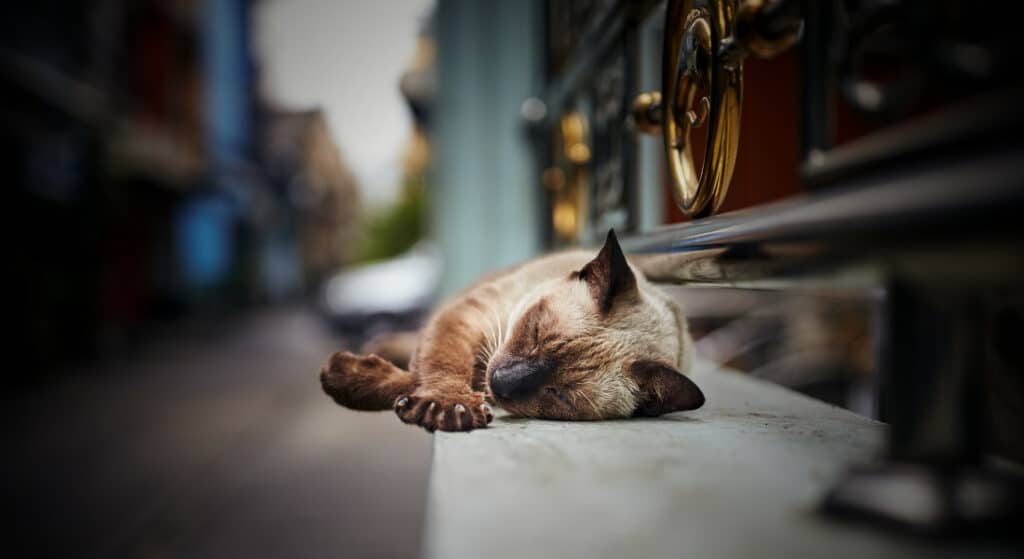 Care for stray cats forced to sleep in the street