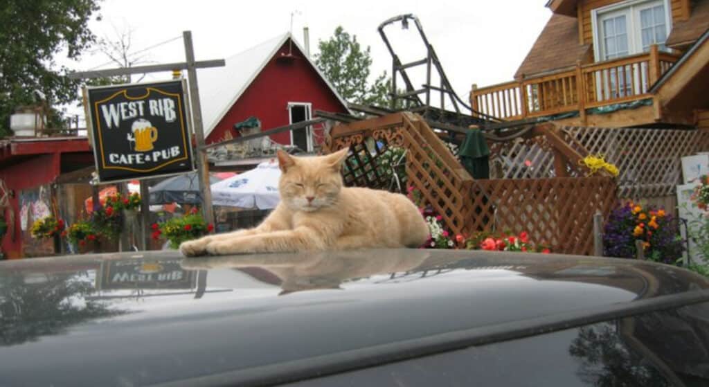 Stubbs, the Mayor of Talkeetna.