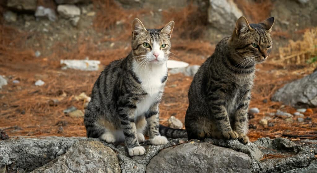 Caring for stray cats in the park is often a thankless task