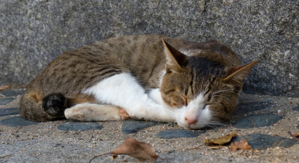 Street cats would find survival much harder if they didn't have fur