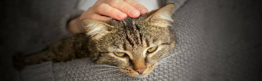 A cat being petted