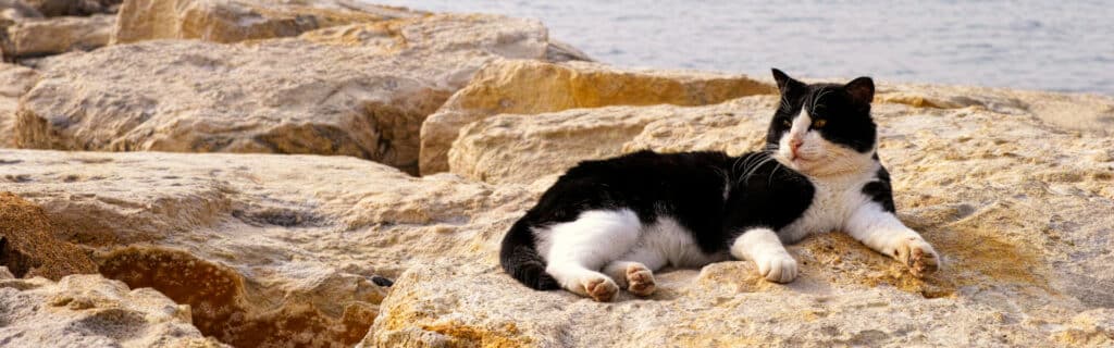 Cat on rock at the beach