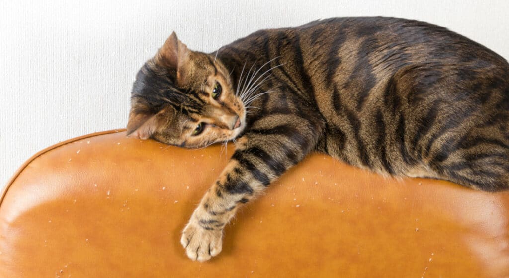 Stop a cat's destructive scratching of furniture