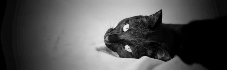 A black cat cover picture