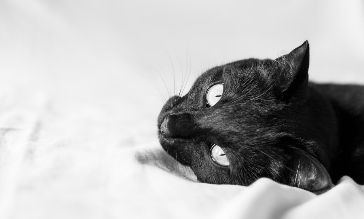 A cute black cat lying on the bed on Black Cat Day.