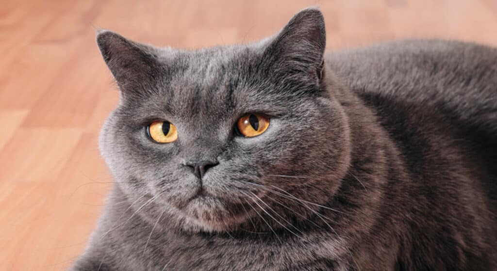 Big cheeks is one of the physical differences between male and female cats.