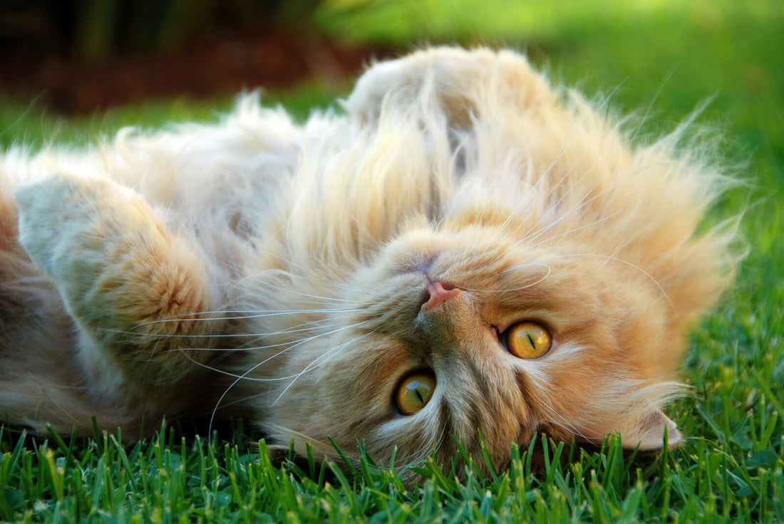 What's unique about ginger cats? Their charisma, intelligence, and courage.