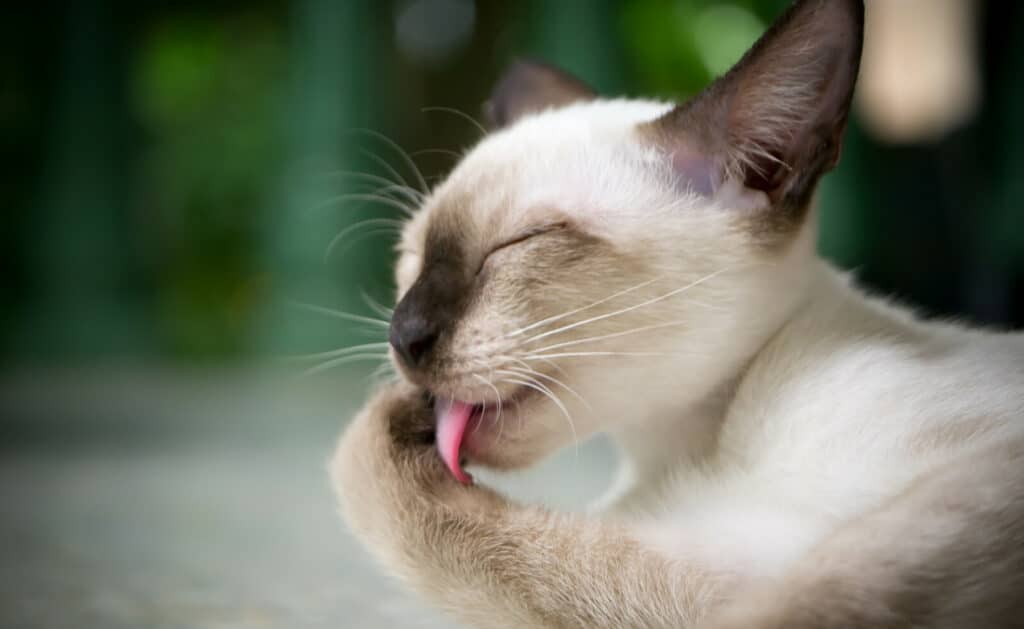 Why do cats throw up so much? One reason is grooming