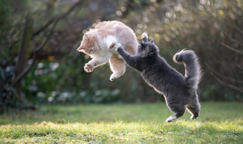 How to introduce two male cats so they don't end up fighting