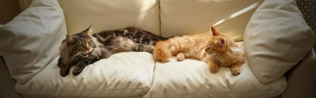 Two cats lying on a sofa