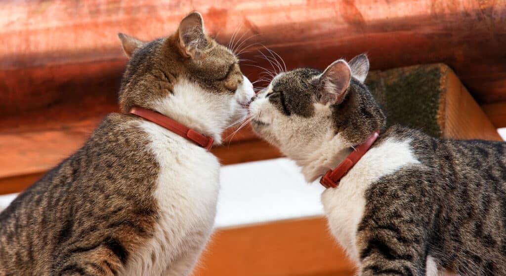 Why cats enjoy being petted