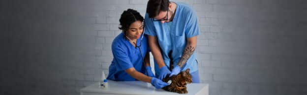 Two veterinarians treat a community cat