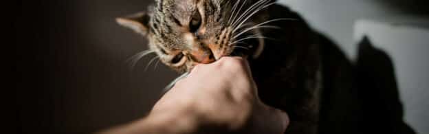 A cat biting a human hand