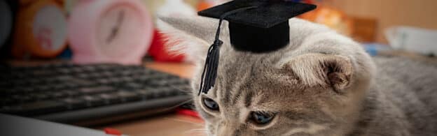 A cat in a graduation cap