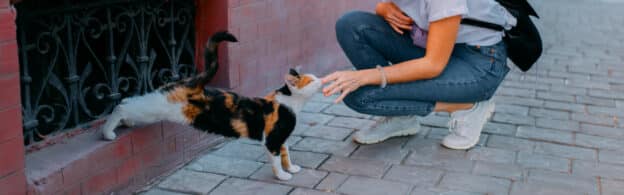 Girl petting a street cat