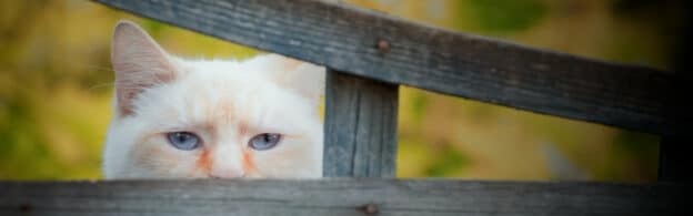 A watchful cat peeks out from behind a wooden bench