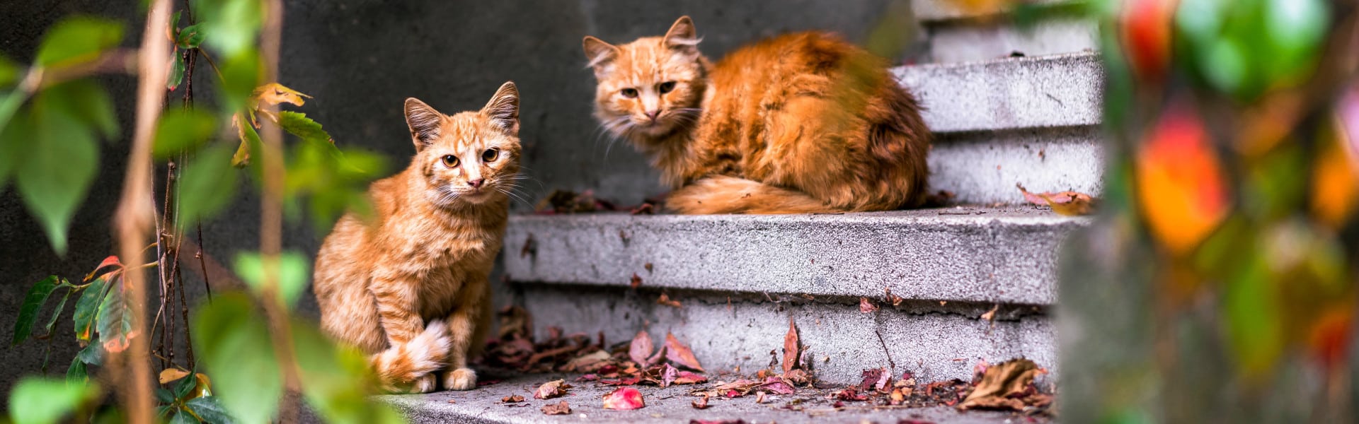 Caring for Community Cats