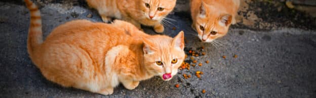 Community colony cats enjoying a meal