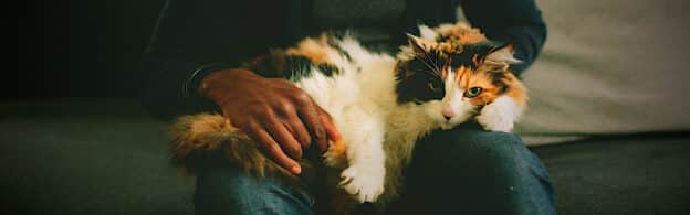 An unkempt cat sitting in a man's lap and being petted