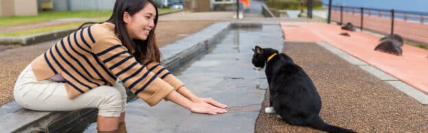A community colony care manager plays with a stray cat