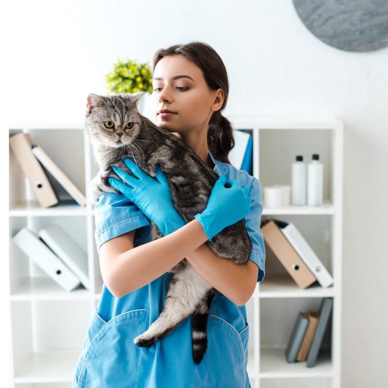 Verterinarian holding a cat
