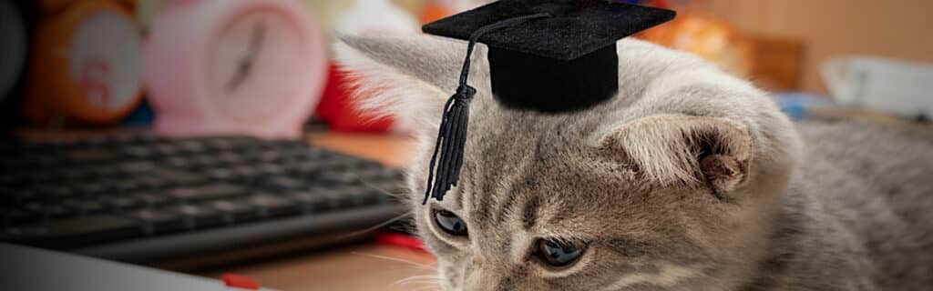 A feline studies the ten fun facts about cats